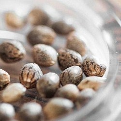 https://t.me/ubiquitous_seeds