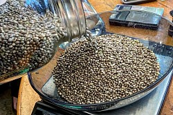 https://t.me/ubiquitous_seeds